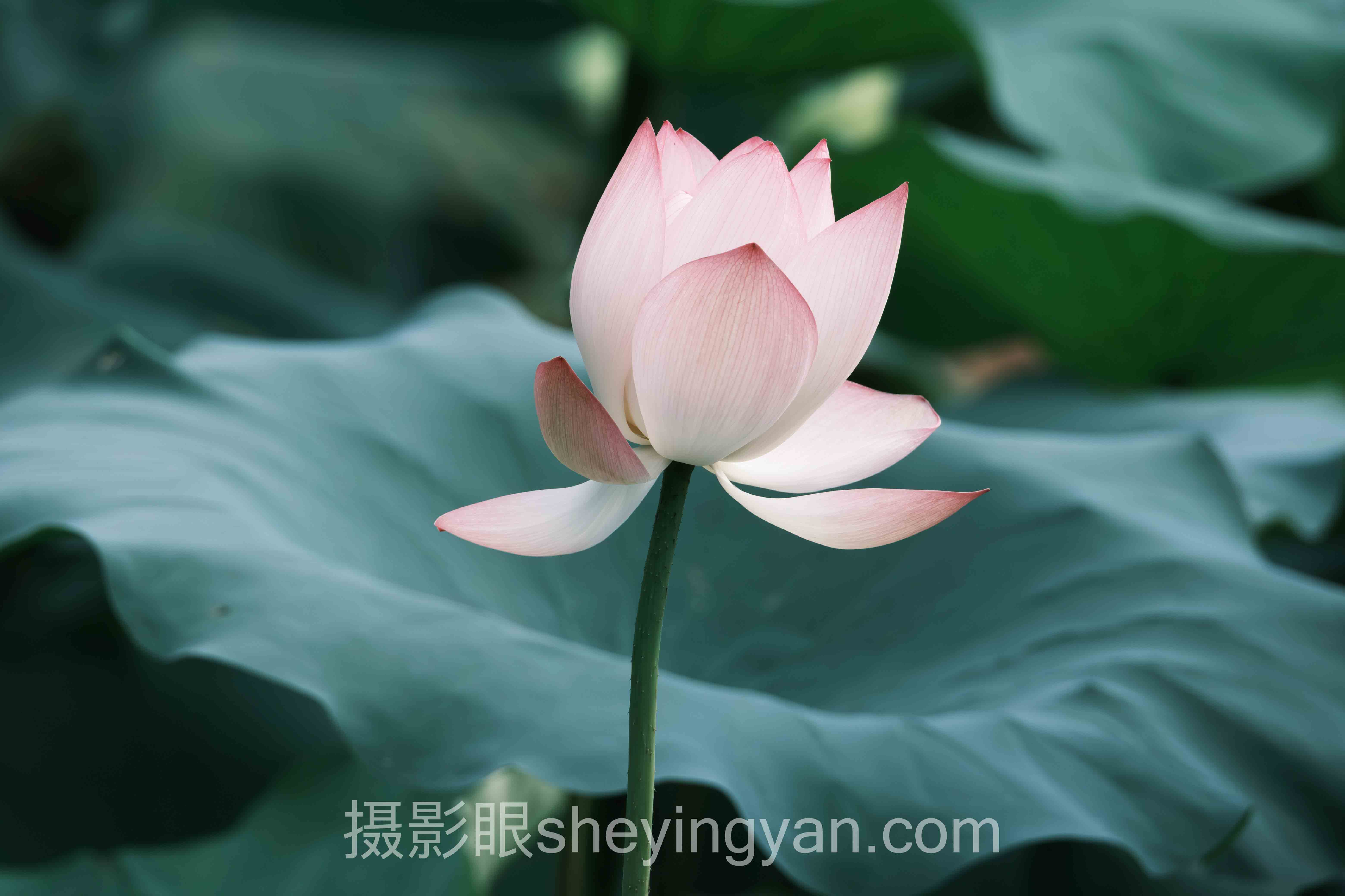 透视照片点评：从底层逻辑到发展趋势