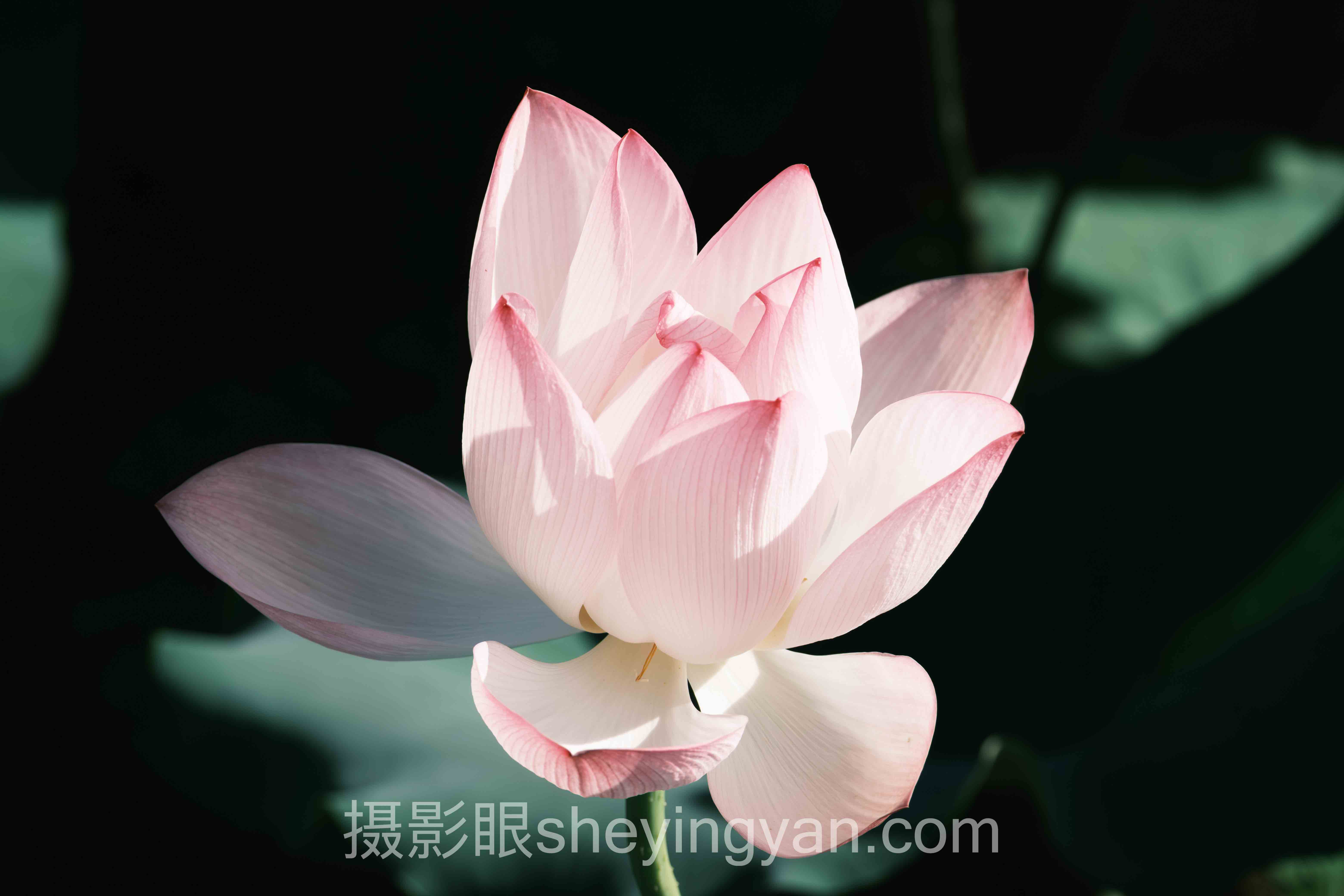 照片点评深度分析：摄影后期课程资源的现状、挑战与未来趋势