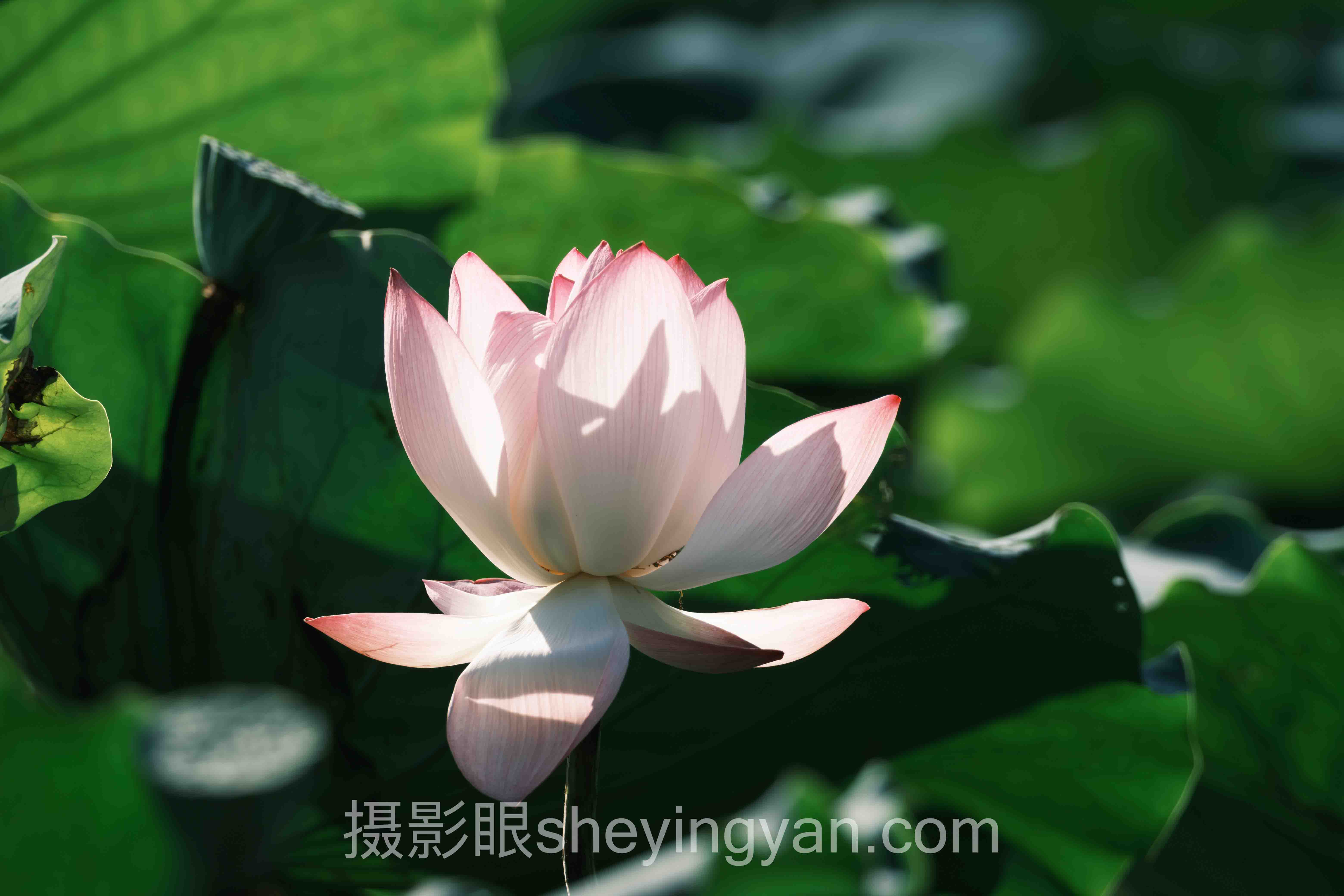 商业摄影评分标准深度分析：现状、挑战与未来趋势
