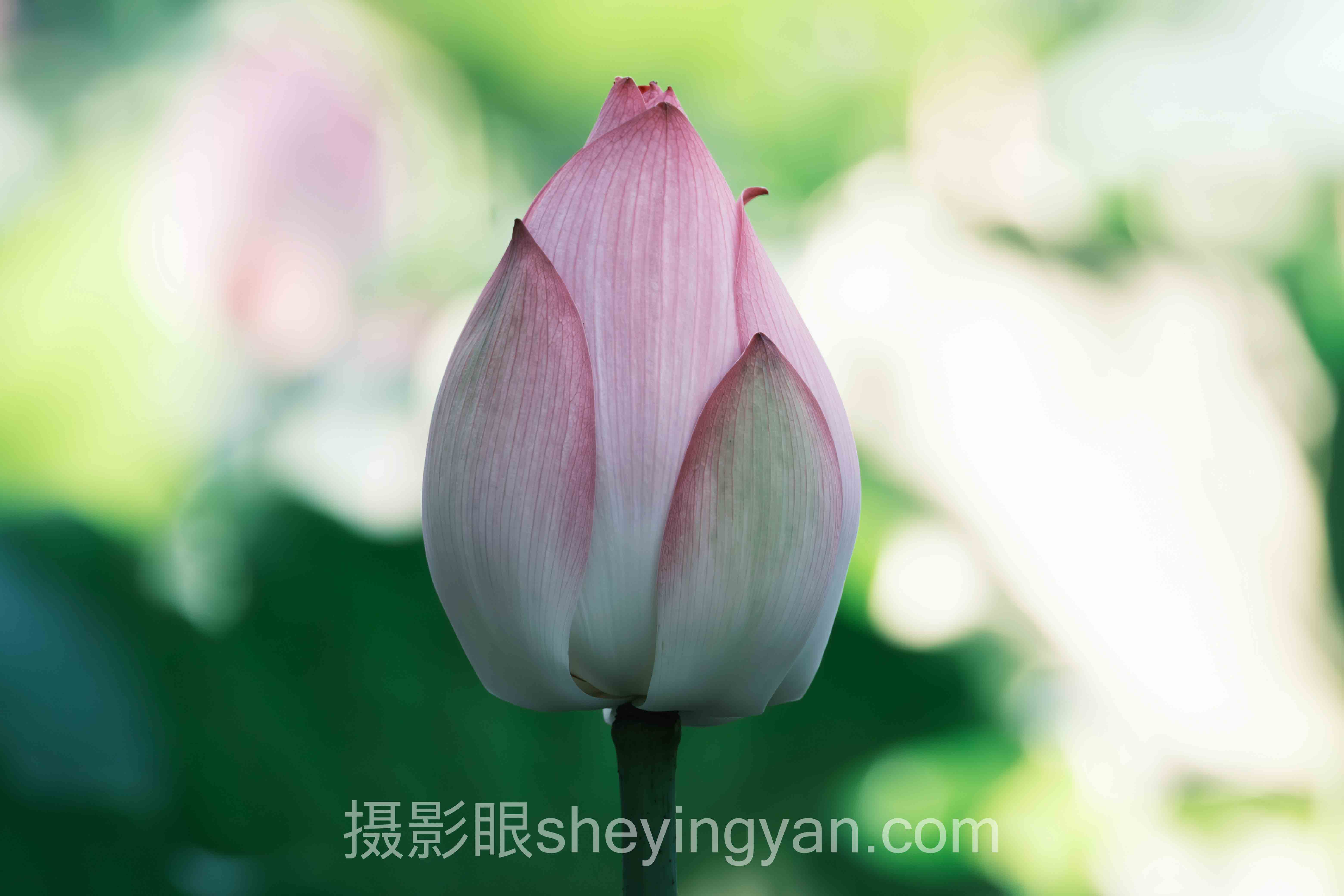 透视照片点评与AI照片评分:从底层逻辑到发展趋势