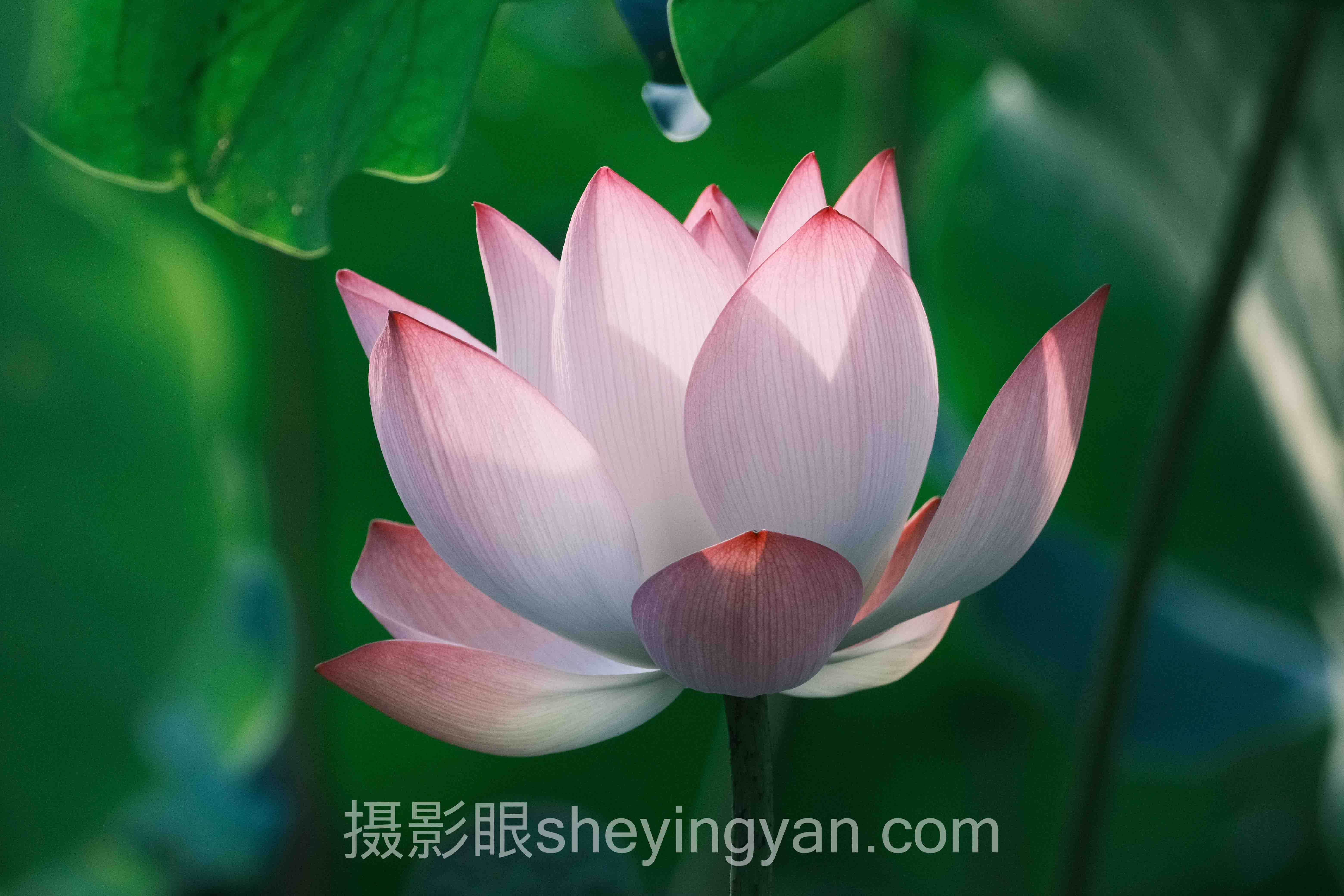 手机能拍出好照片吗全景解读：问题根源与破局之道