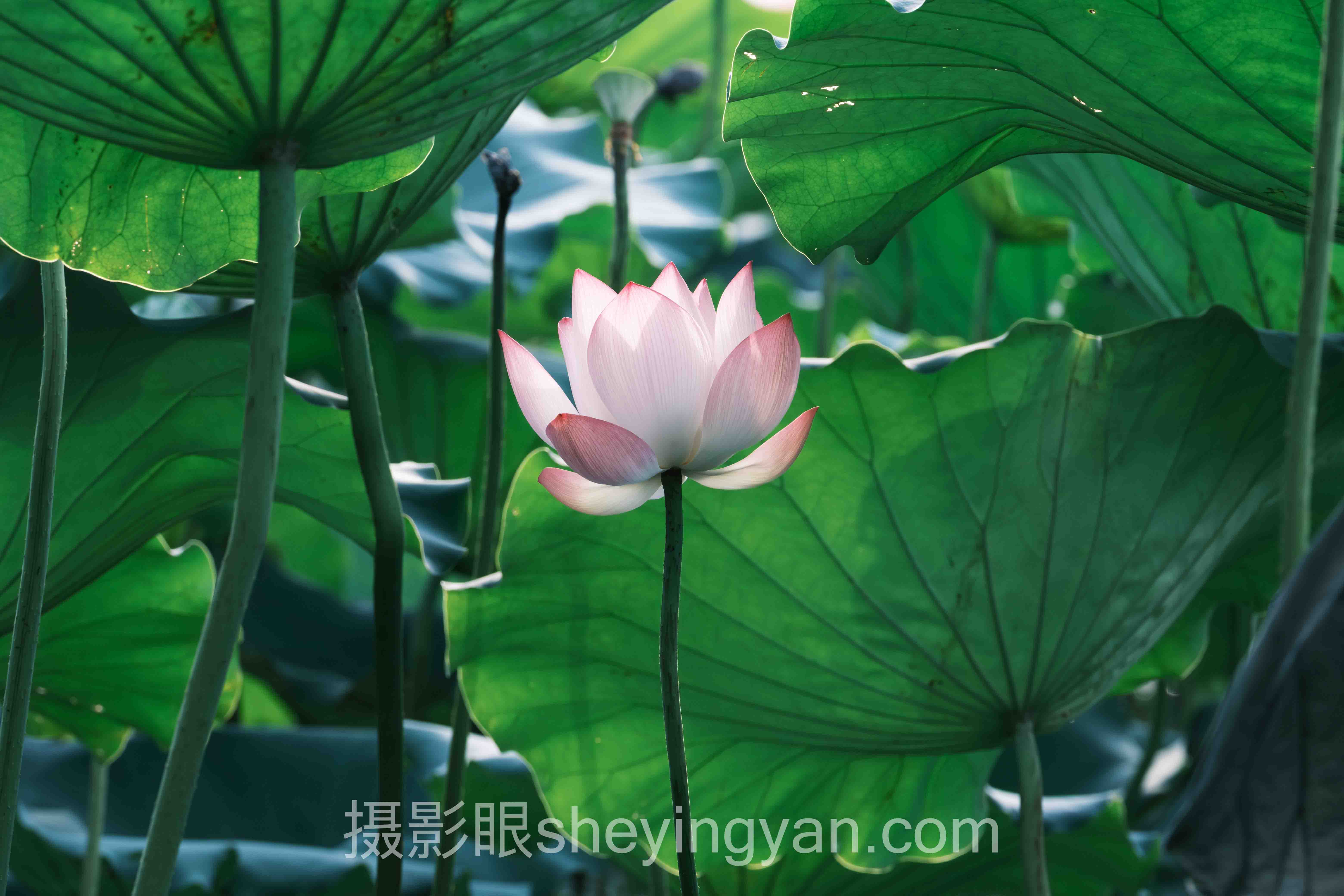 照片点评全景解读：问题根源与破局之道