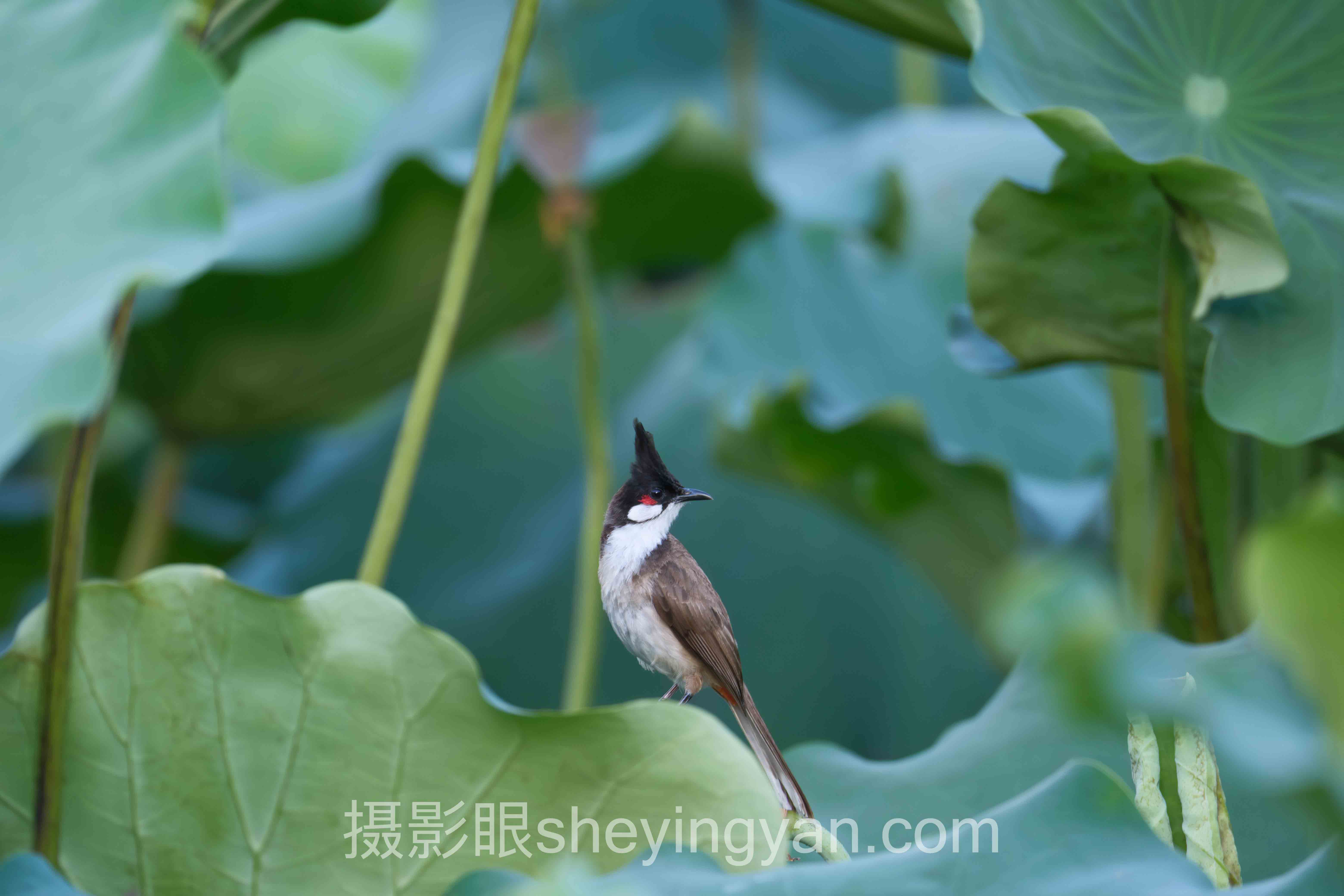 拍静物构图方法深度分析：现状、挑战与未来趋势