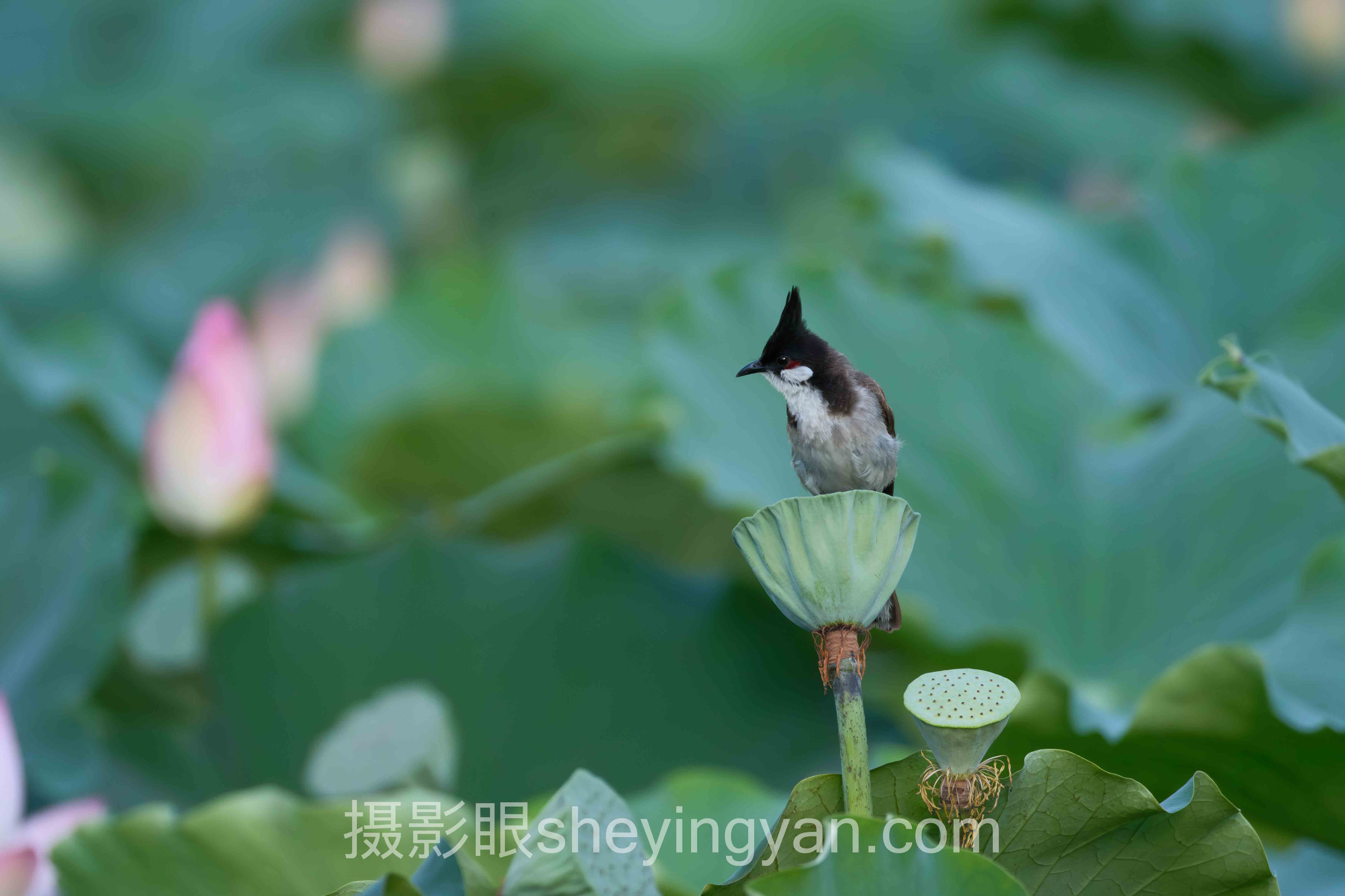哈苏X2D/X2D II参数深度分析：一亿像素中画幅的现状、挑战与未来趋势