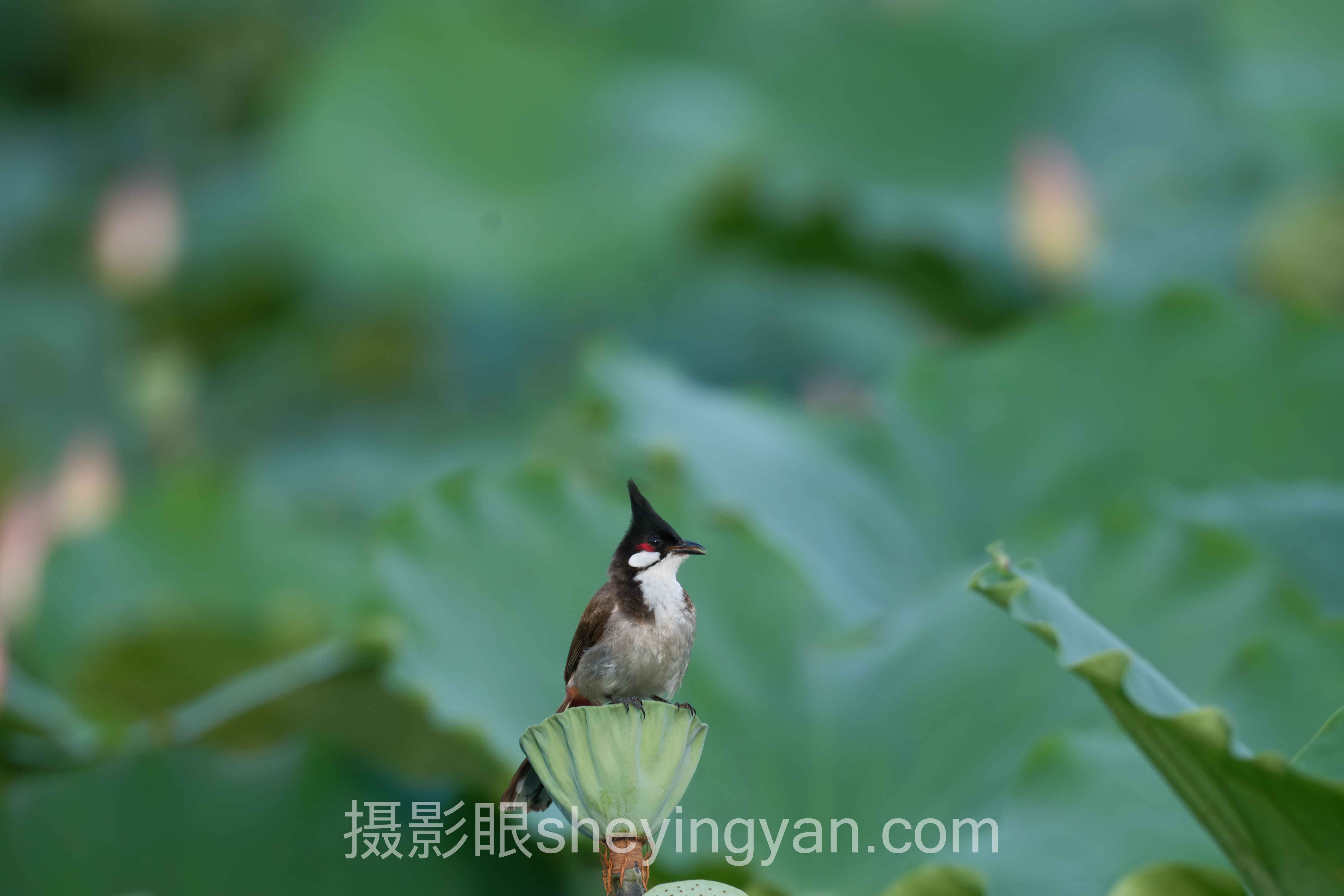 摄影眼平台素材管理深度分析：现状、挑战与未来趋势