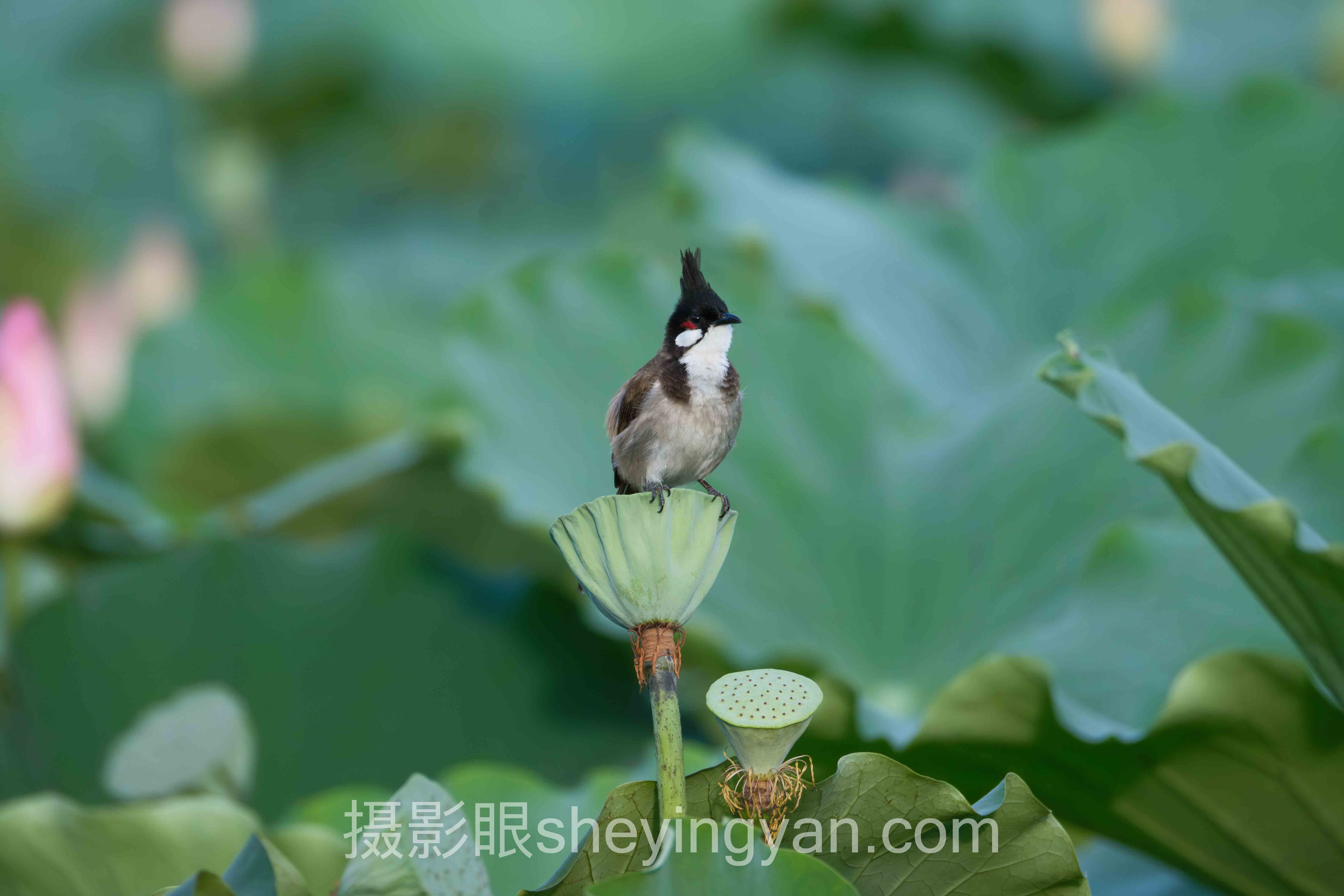 风光摄影眼养成，靠多拍还是靠多想？