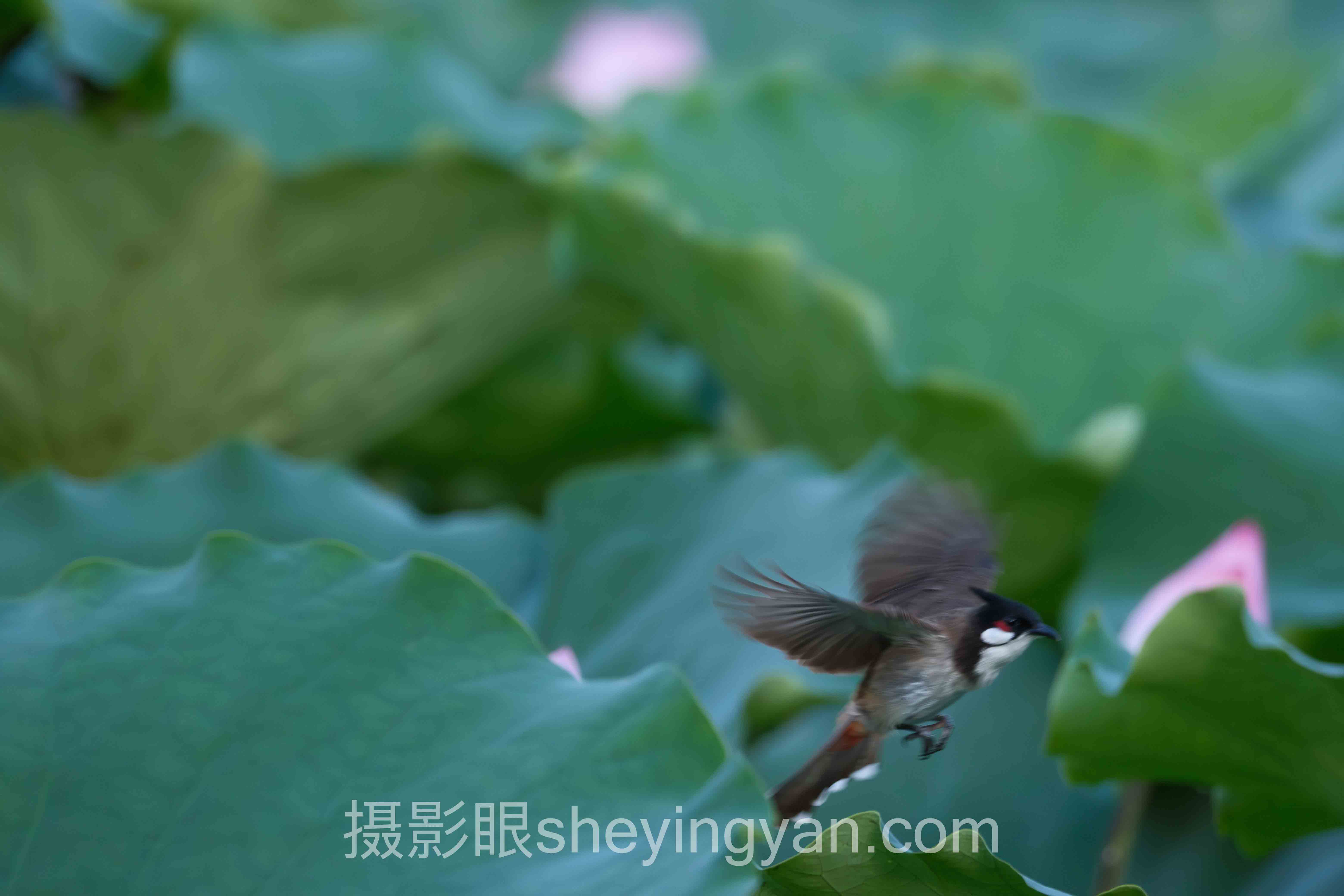 为什么说手机还是相机拍照更清晰？实测数据颠覆你的认知