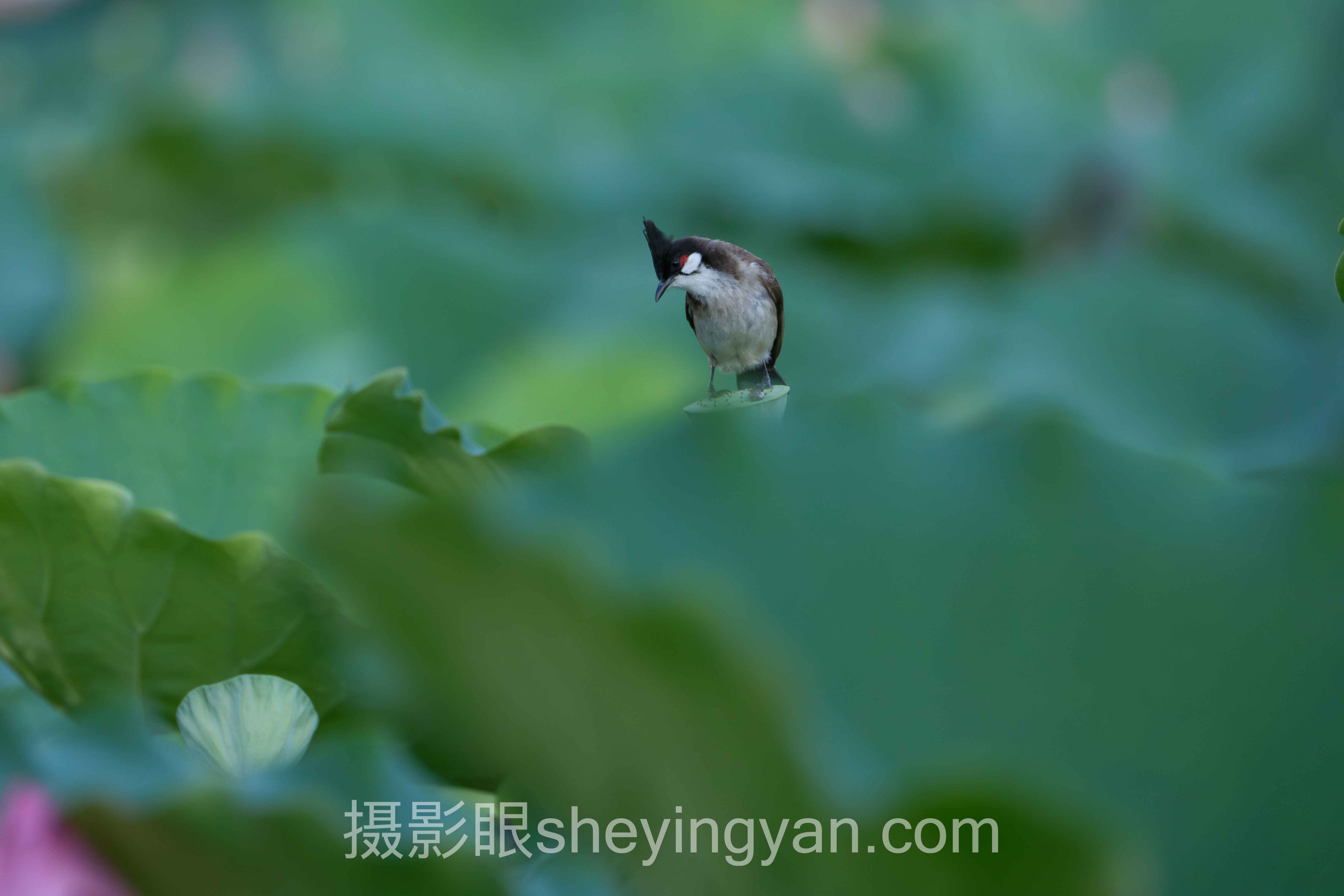照片点评平台深度分析：现状、挑战与未来趋势