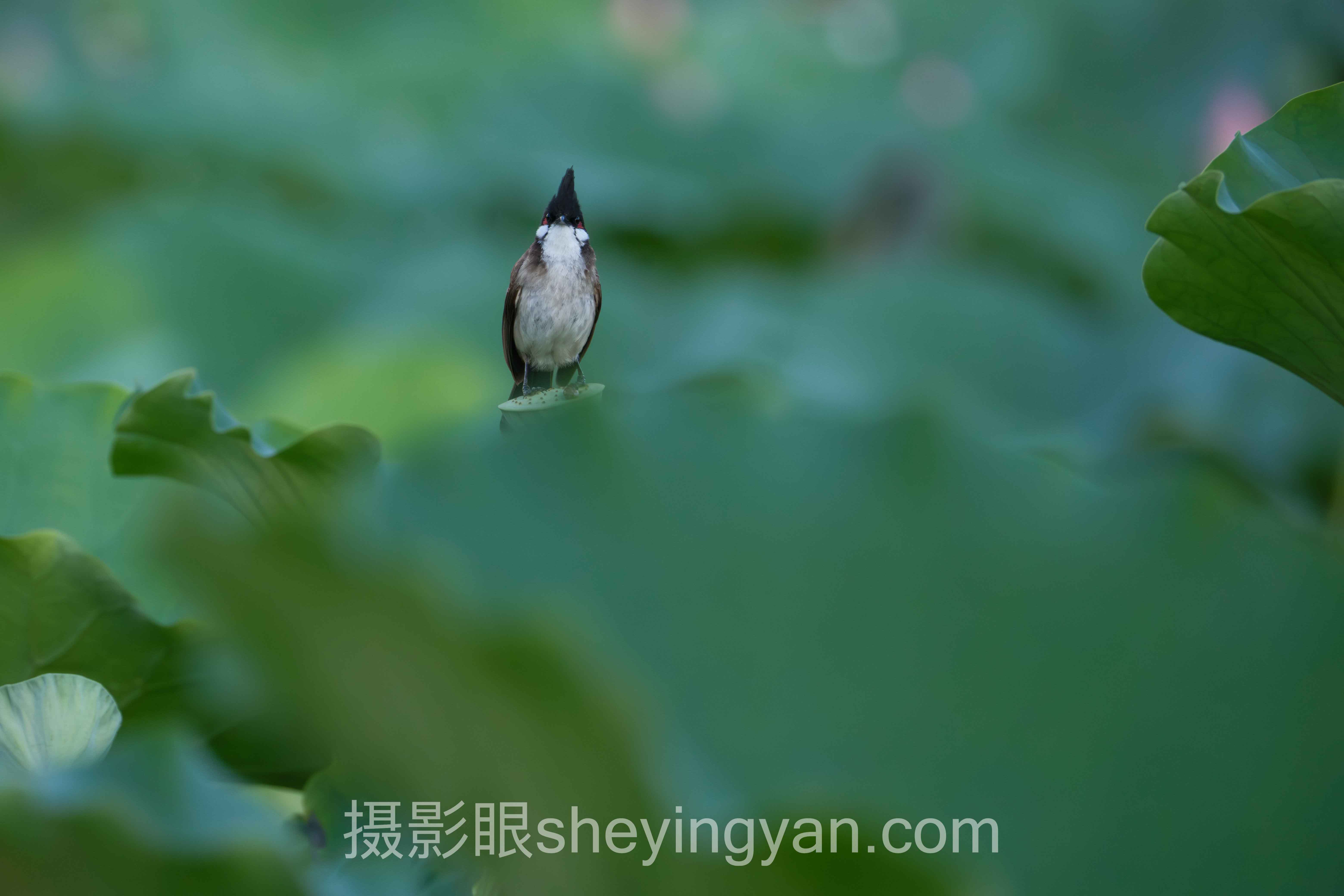 哪里可以找专业人士点评照片深度分析:现状、挑战与未来趋势