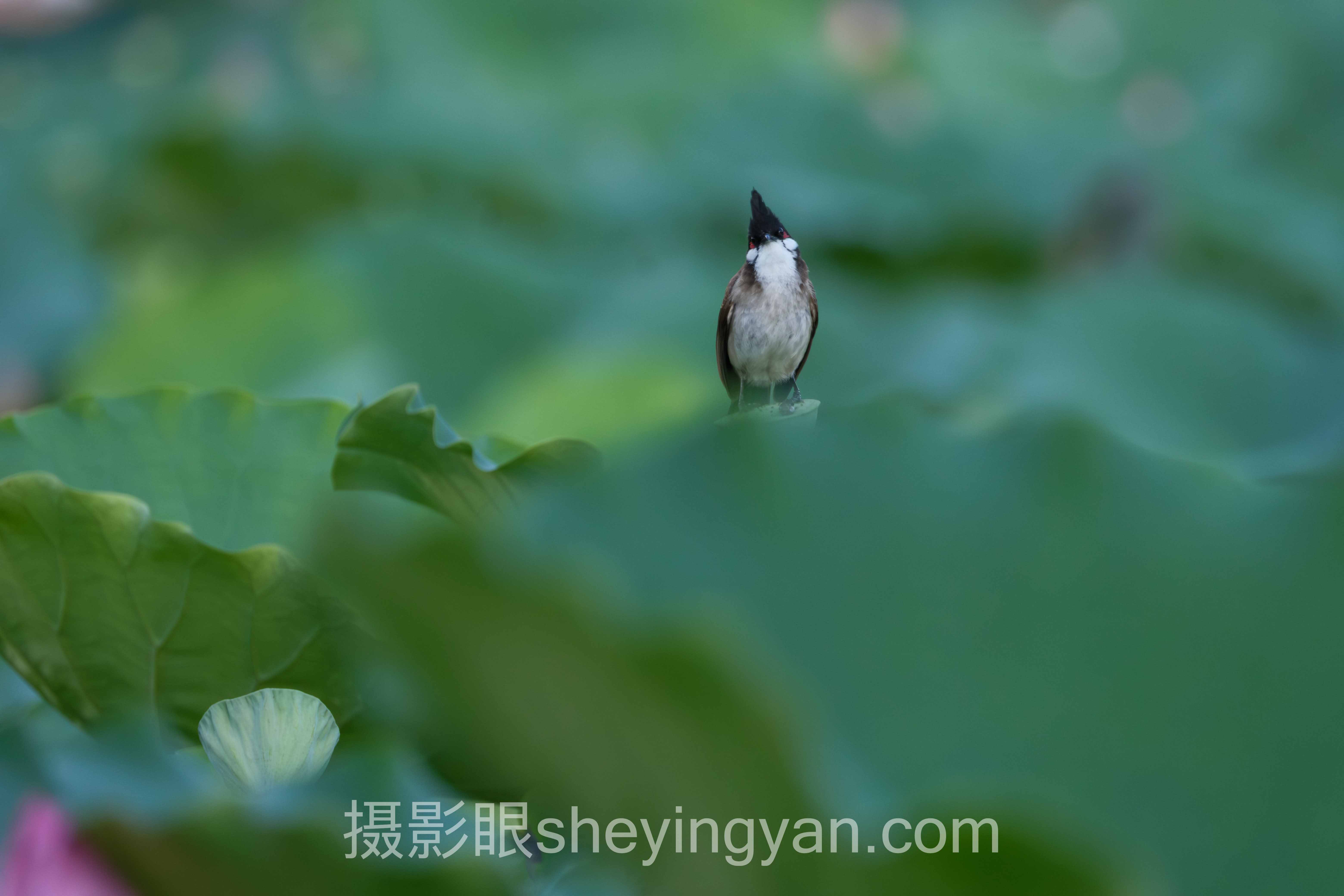 低价摄影学习平台深度分析：现状、挑战与未来趋势