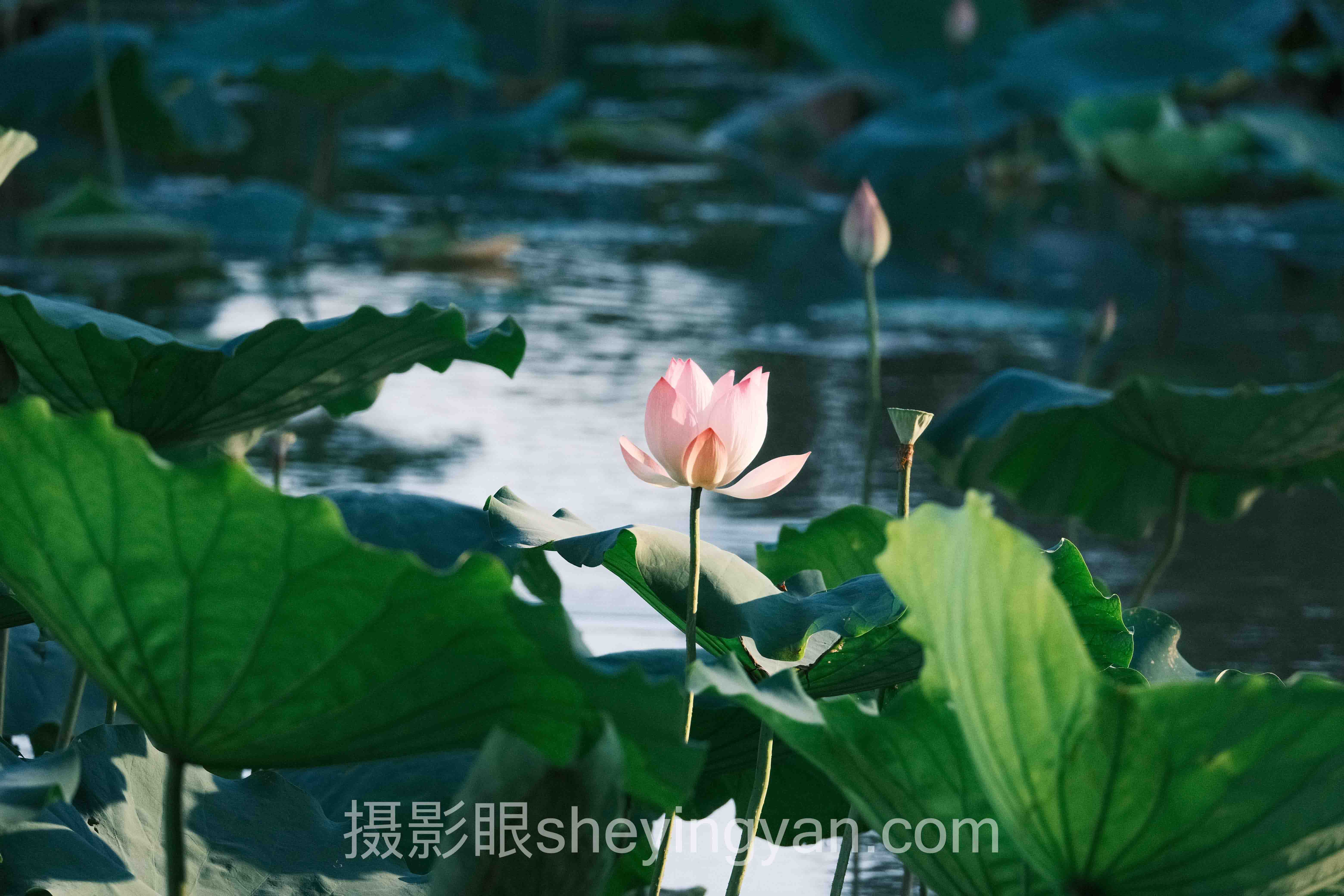 透视怎么判断照片好不好看：从底层逻辑到发展趋势