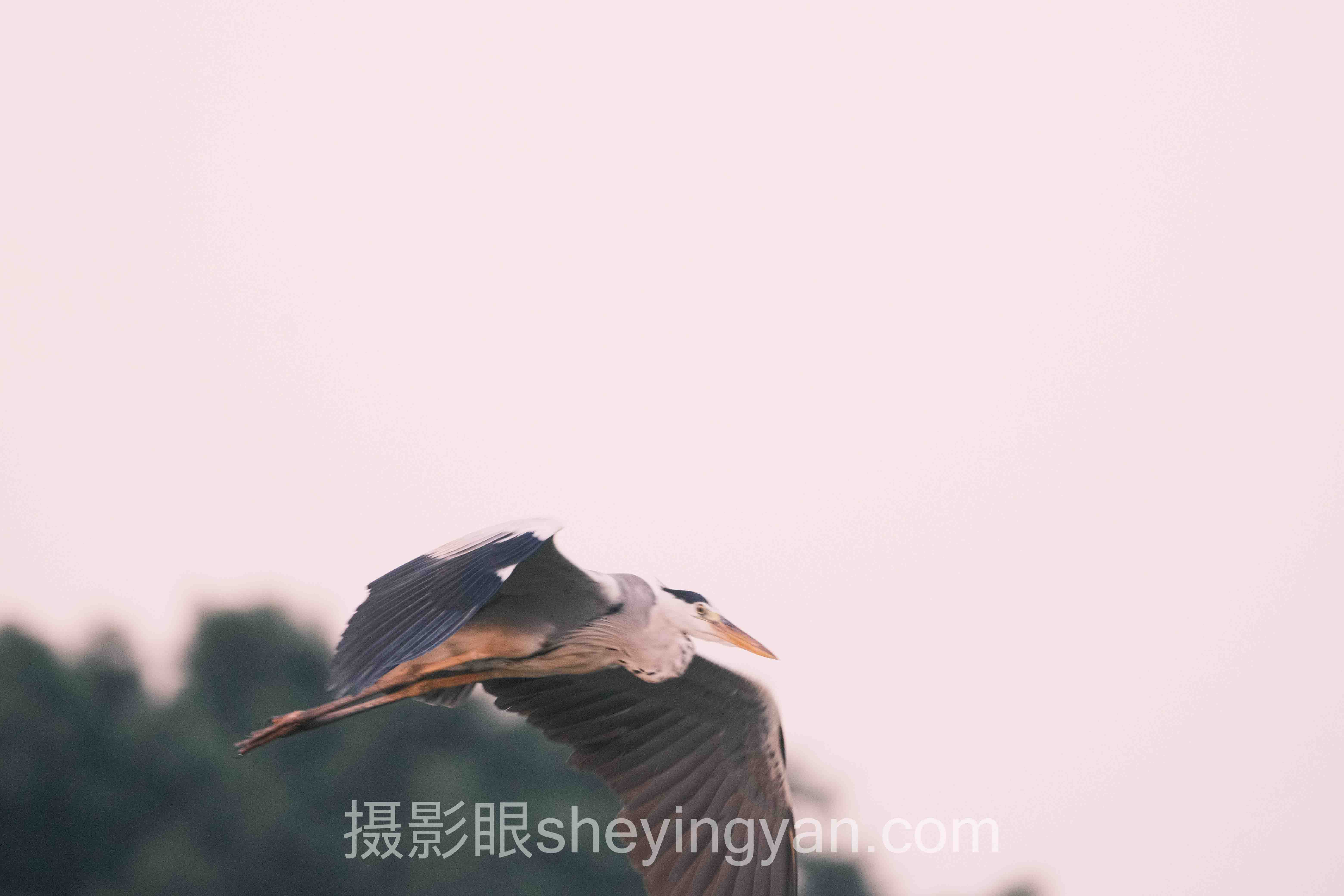 透视照片点评：从底层逻辑到发展趋势