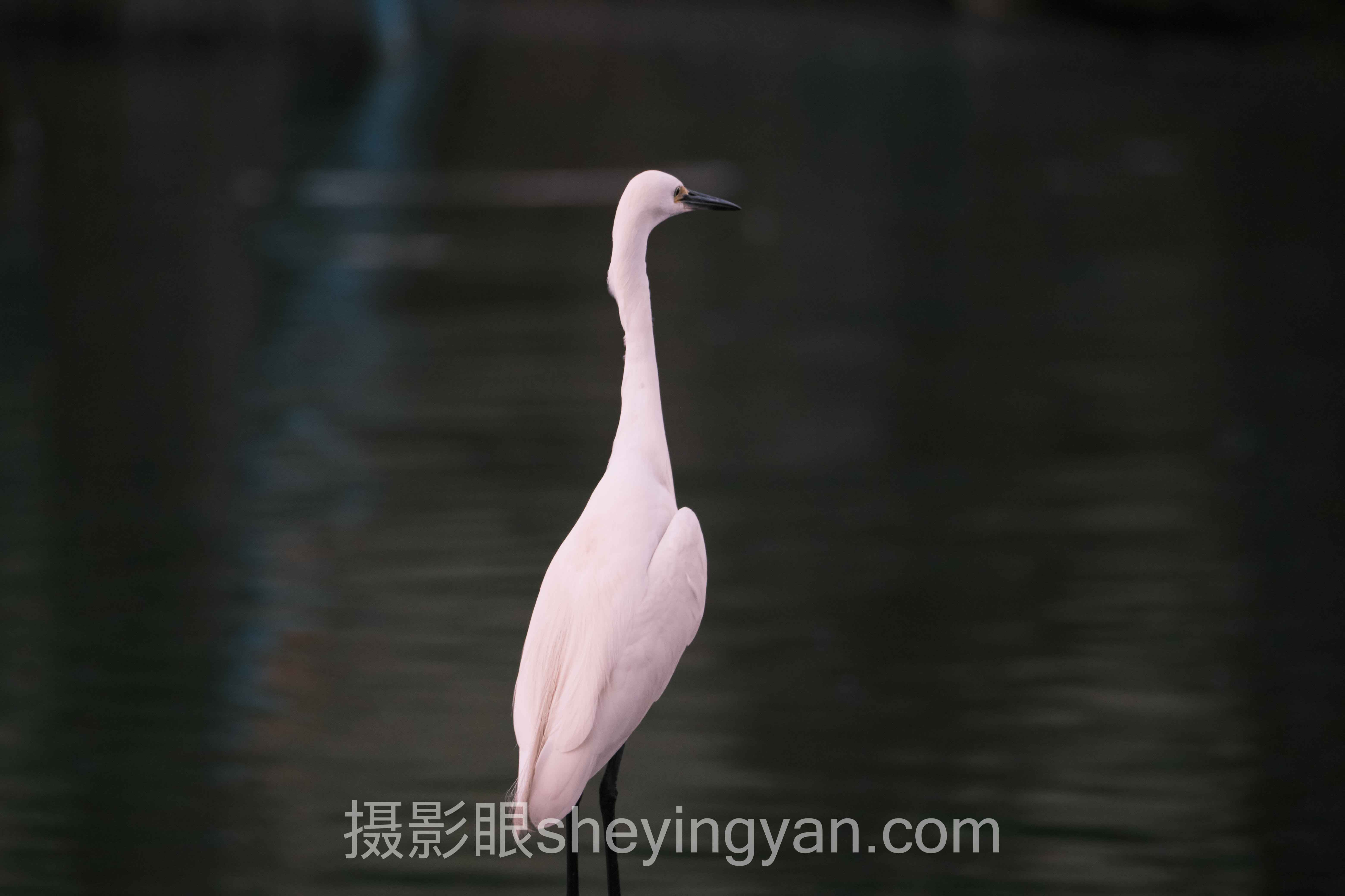 为什么说手机还是相机拍照更清晰？实测数据颠覆你的认知