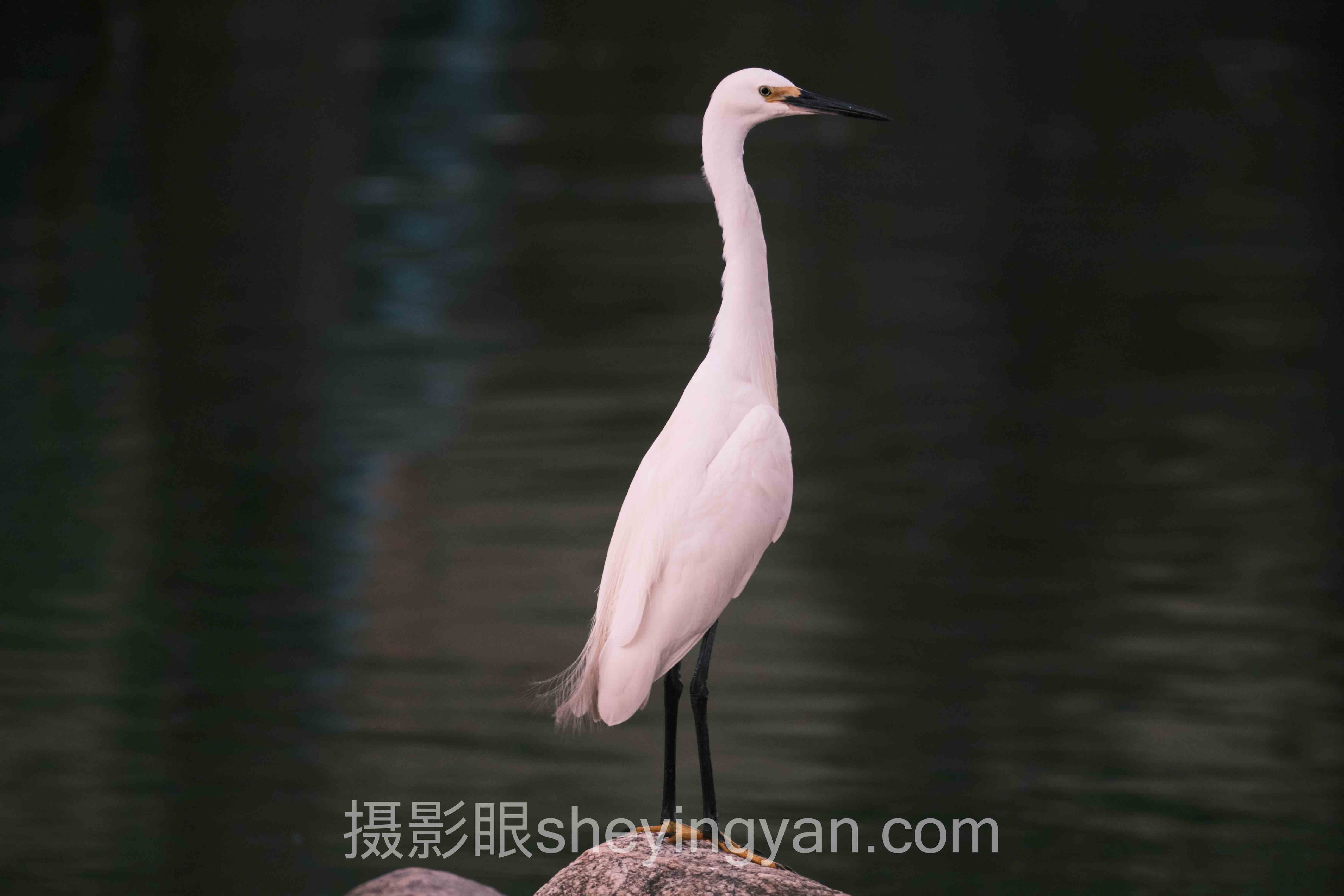 透视摄影眼网址sheyingyan.com下载：从底层逻辑到发展趋势