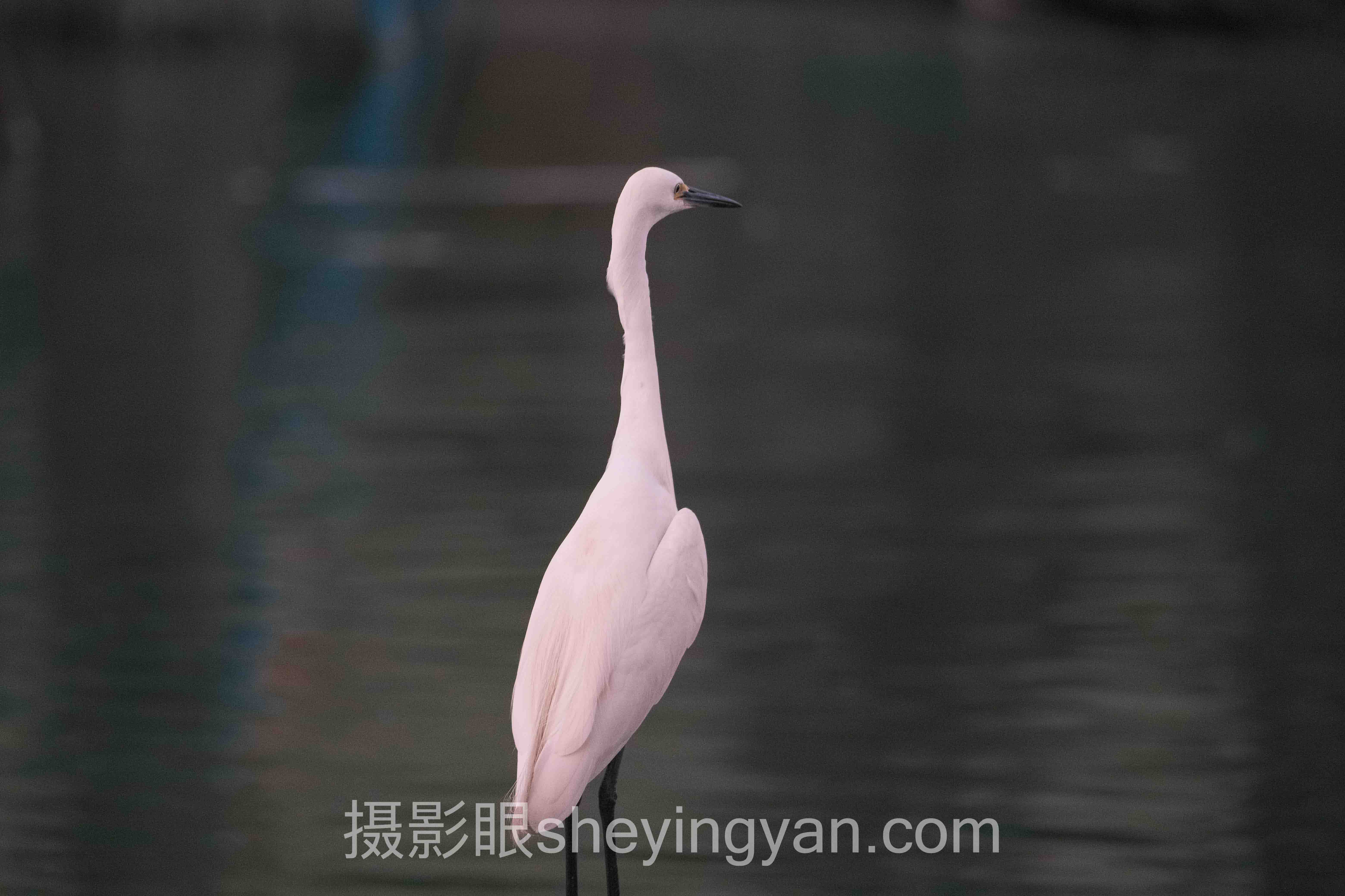 透视摄影眼与iStock对比:照片点评底层逻辑与趋势