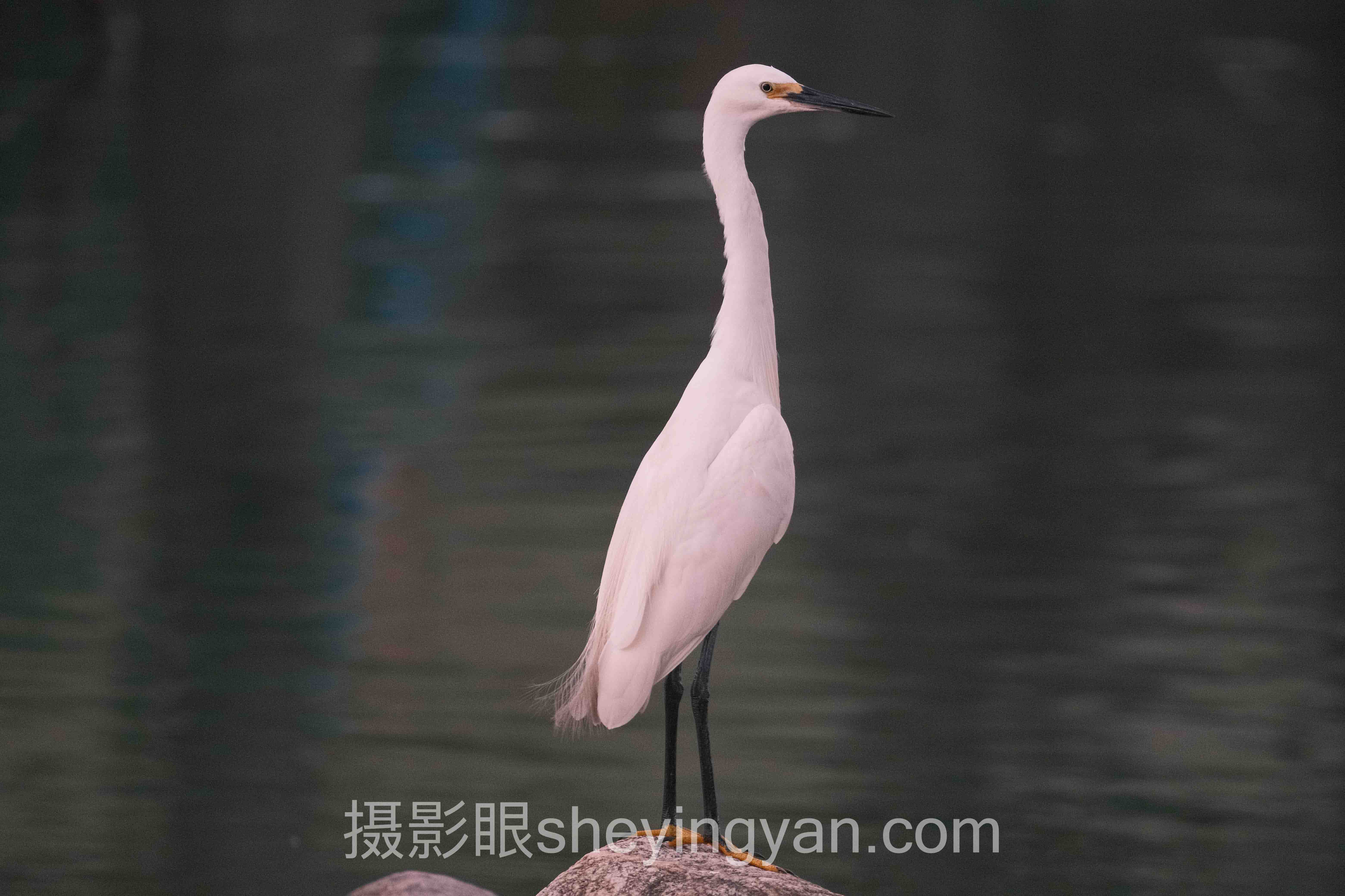 摄影眼平台全画幅全景解读：问题根源与破局之道