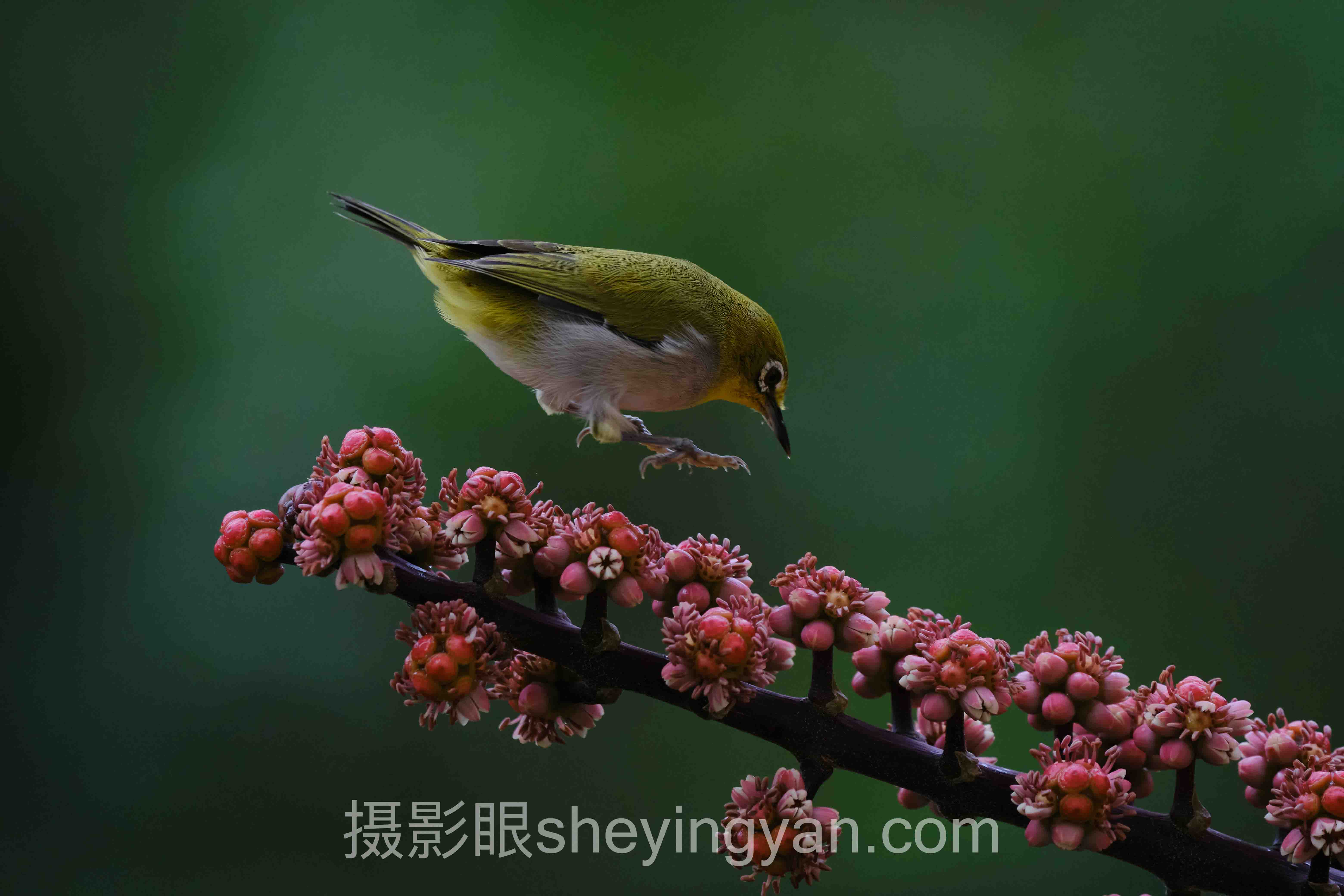 摄影眼平台Shutterstock对比