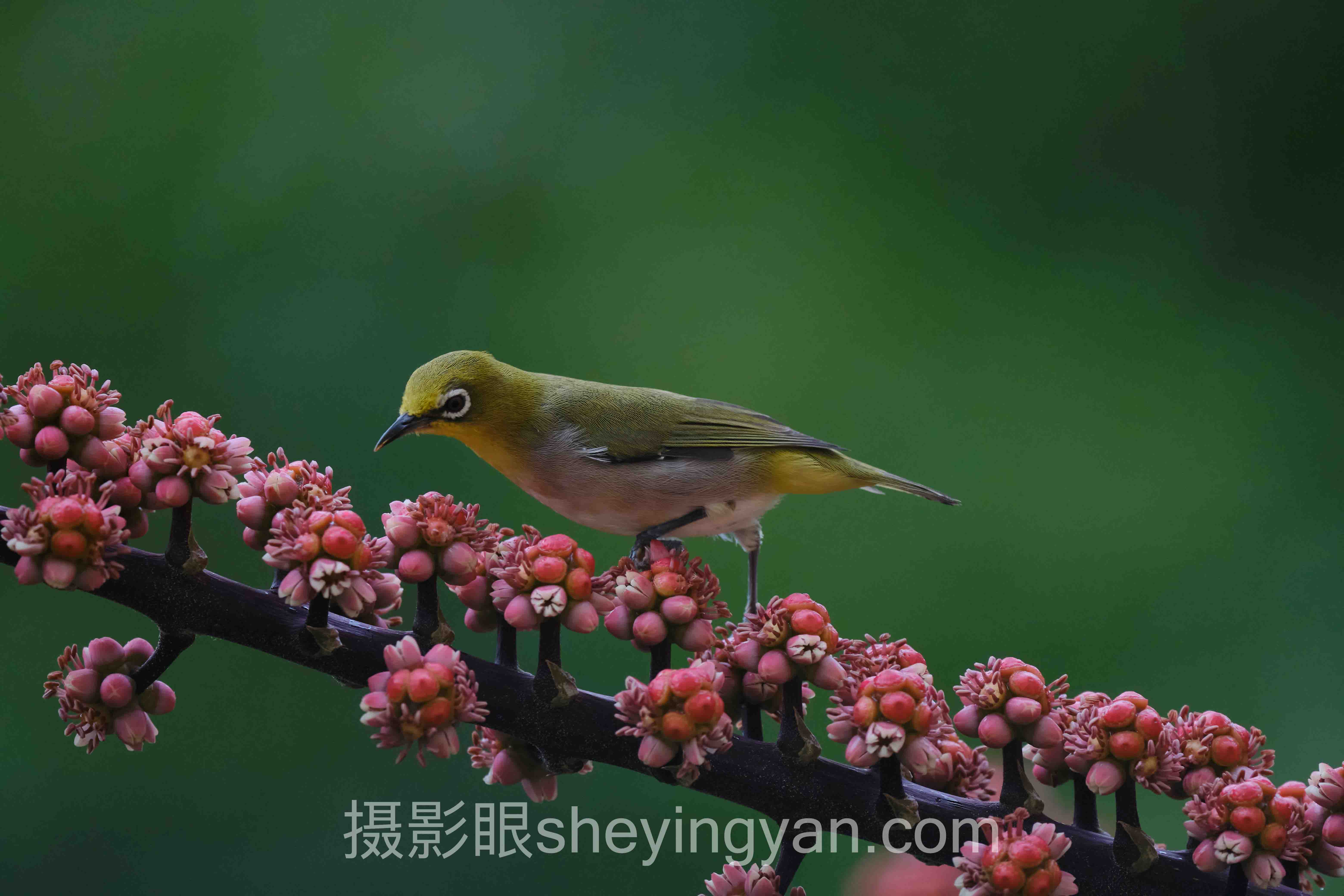 透视摄影大佬在线点评：从底层逻辑到发展趋势