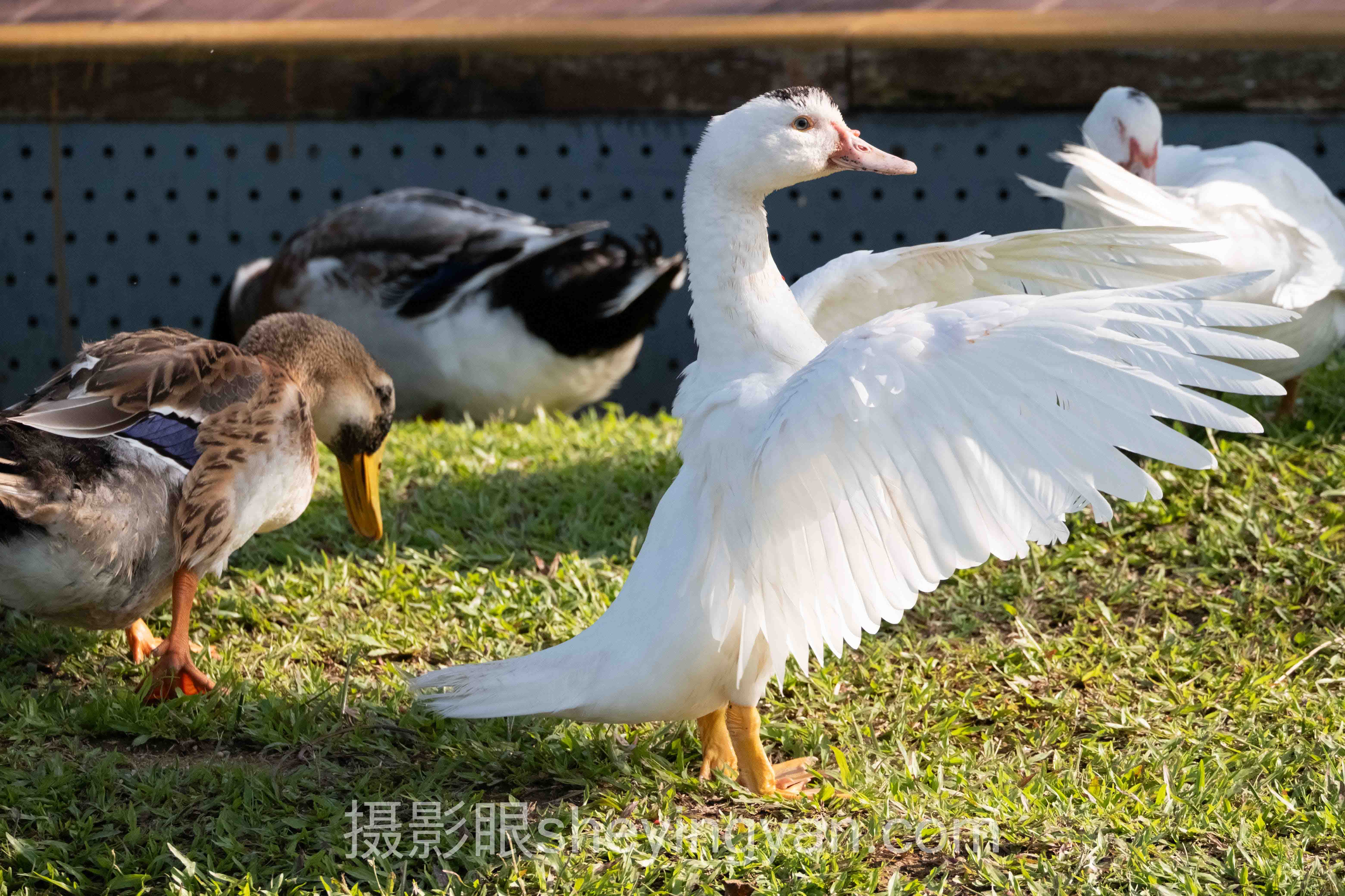 视觉中国签约不通过经验分享深度分析：图库审核现状与破局路径