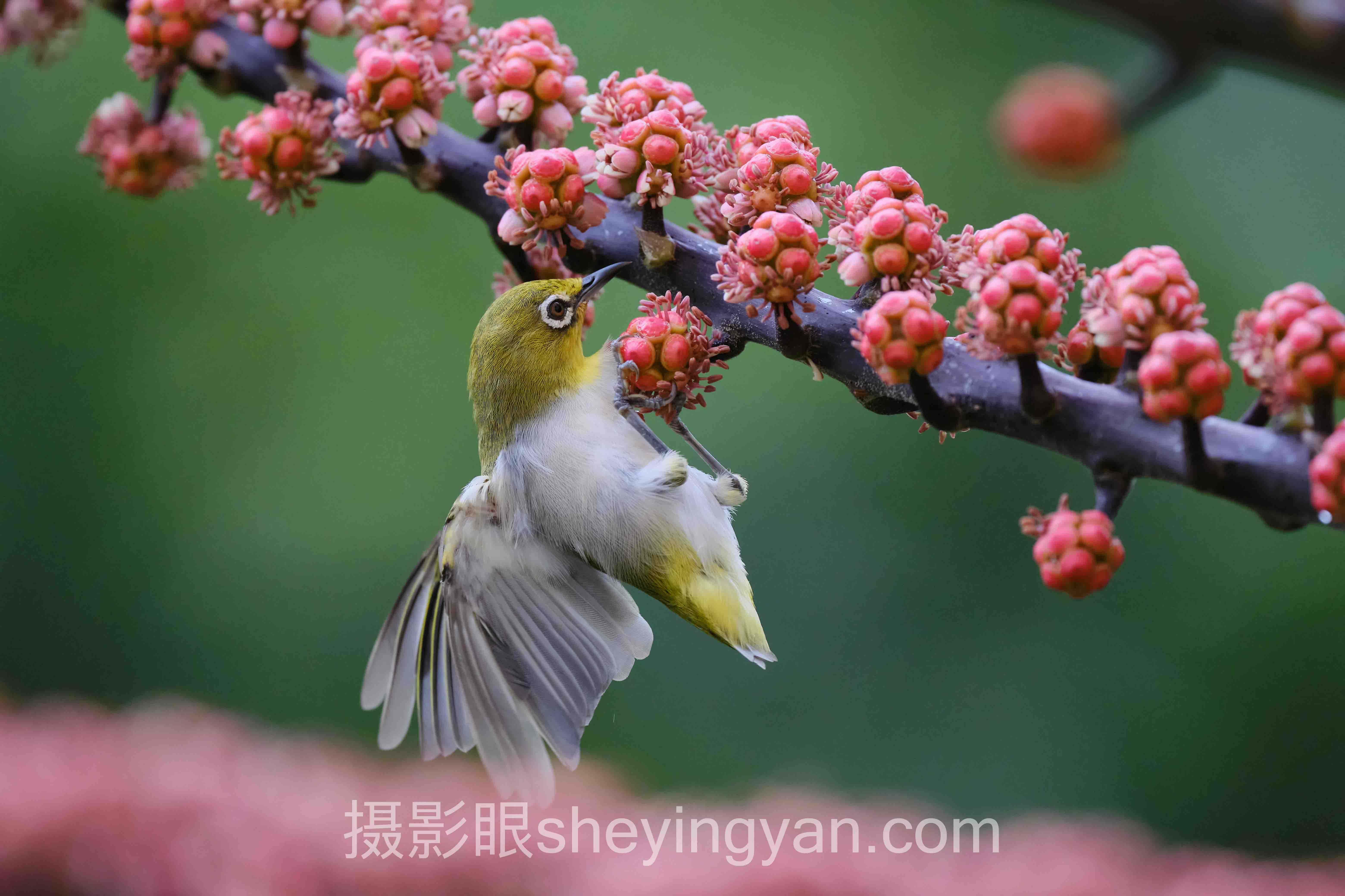 摄影眼照片点评sheyingyan.com