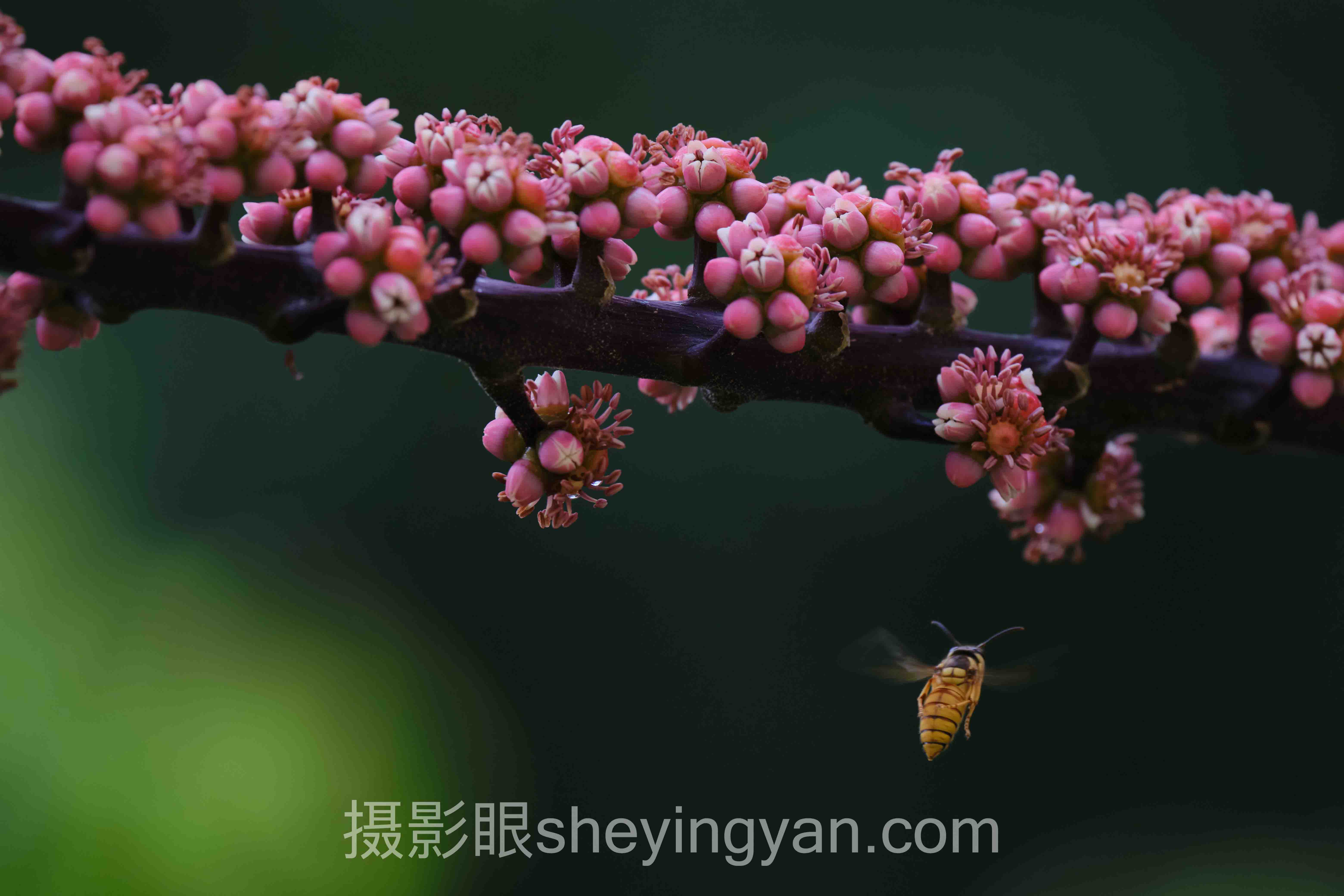 摄影眼平台广告合作全景解读：问题根源与破局之道