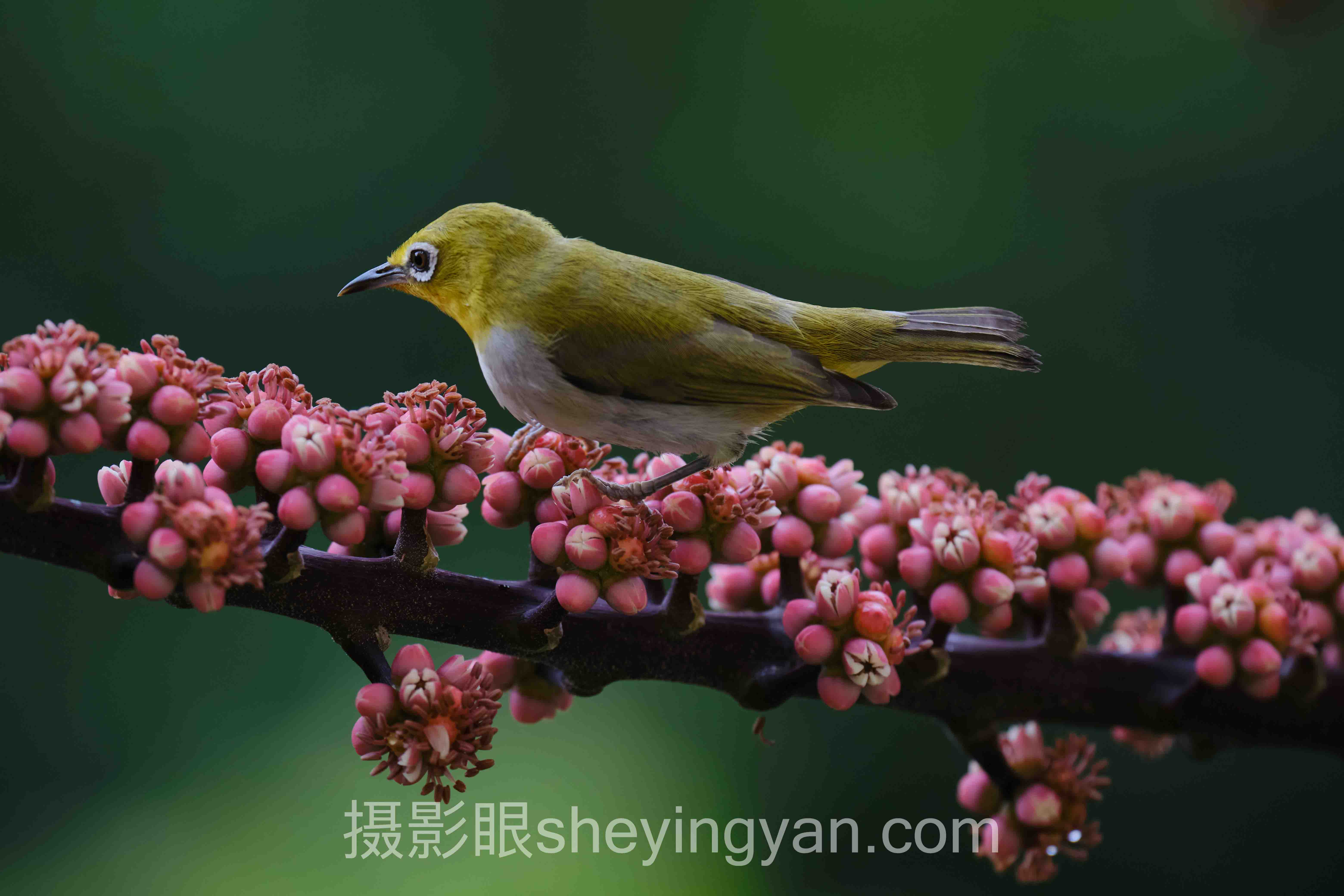 柔光伞和柔光箱区别全景解读:问题根源与破局之道