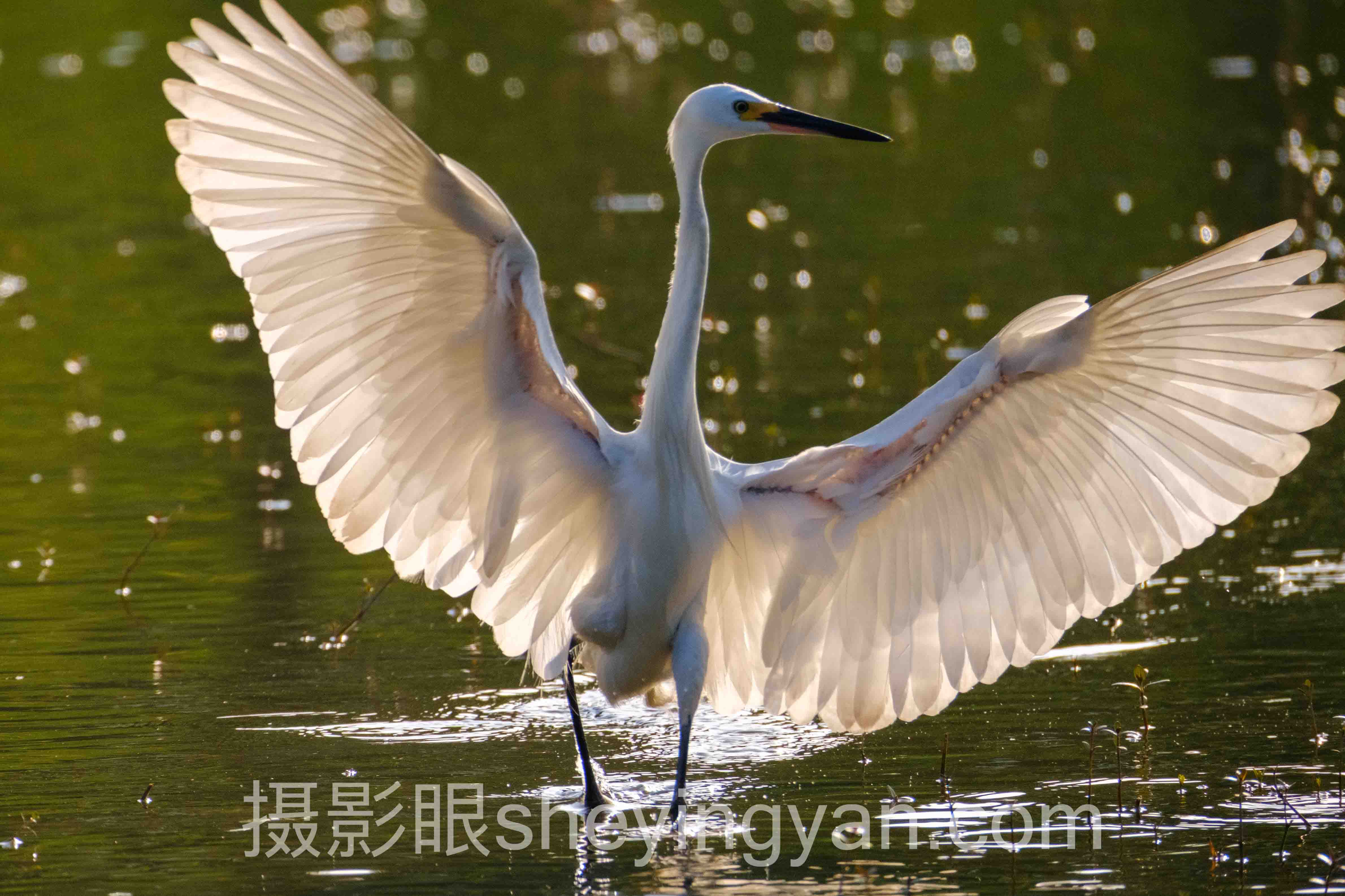 透视手机摄影眼照片点评:从底层逻辑到发展趋势